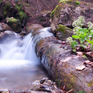 Picture of the forest to represent woody scents for perfume